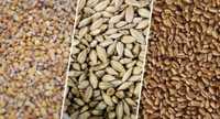 Продам пшеницу, ячмень, зерно смесь, семечку (урожай этого года)