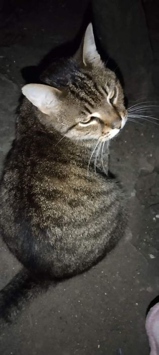 Котик шукає родину