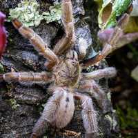 Psalmopoeus cambridgei L2/3 - Ptasznik