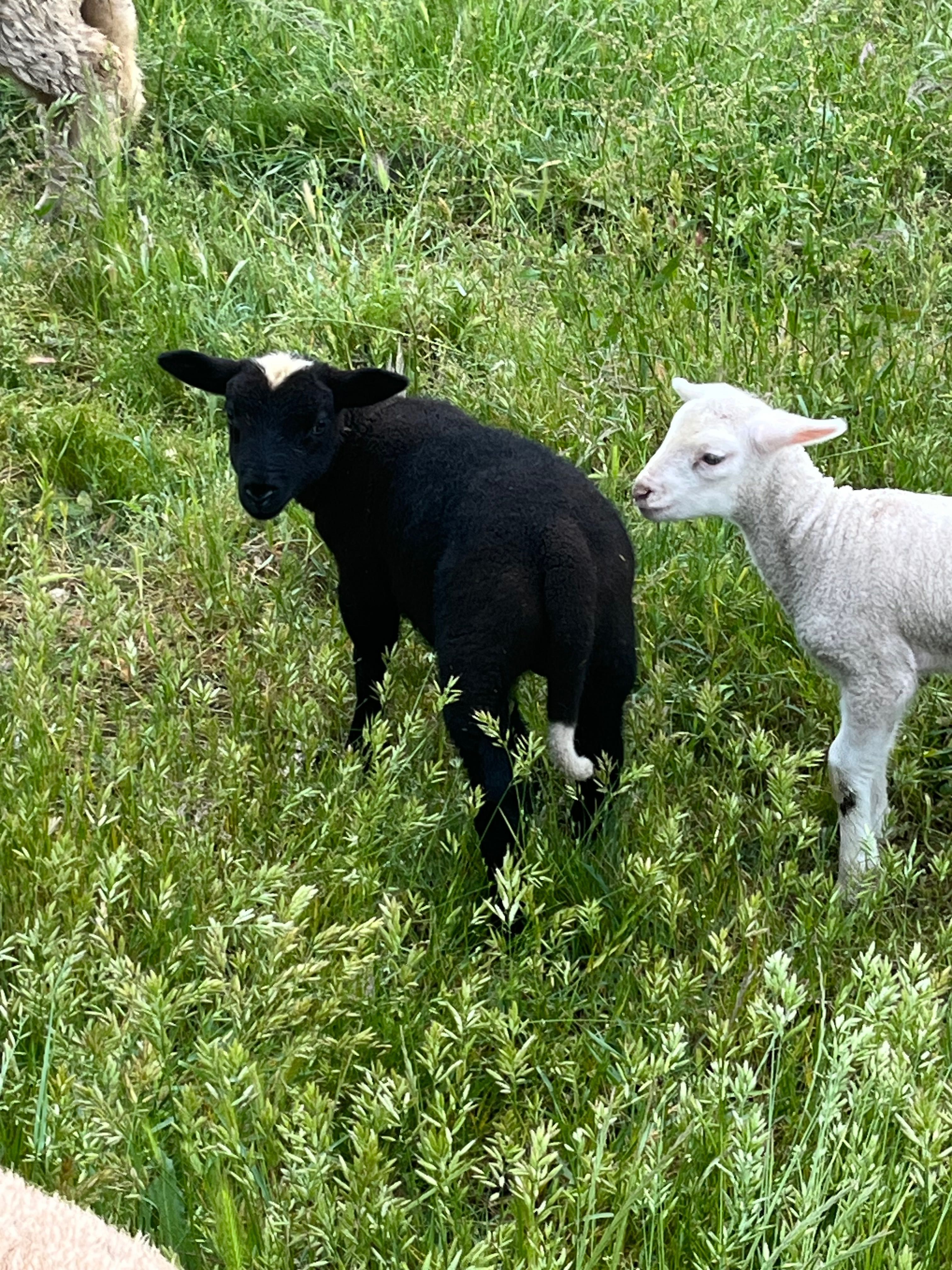 Reservo borrego cx ile france e merino preto para agosto