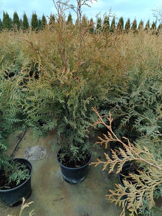 PROMOCJA - TUJA Brabant 90-120cm, 7L doniczki