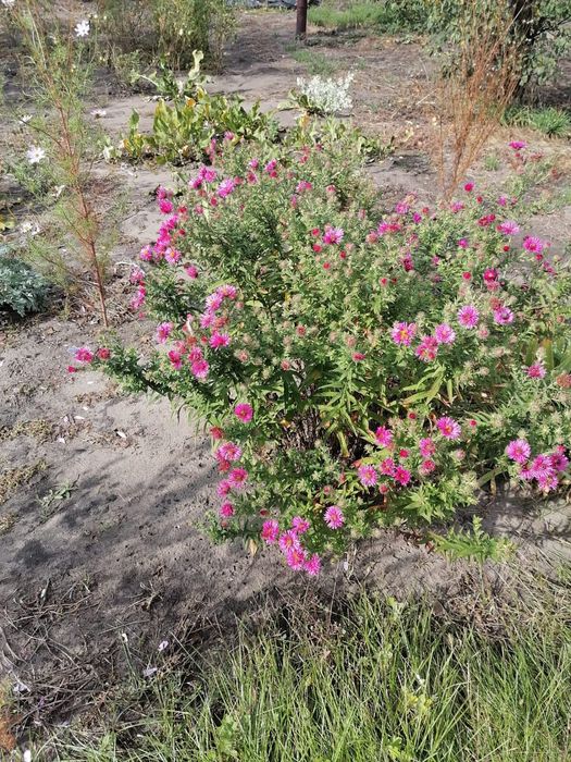 Продам дачный участок ПЗТО