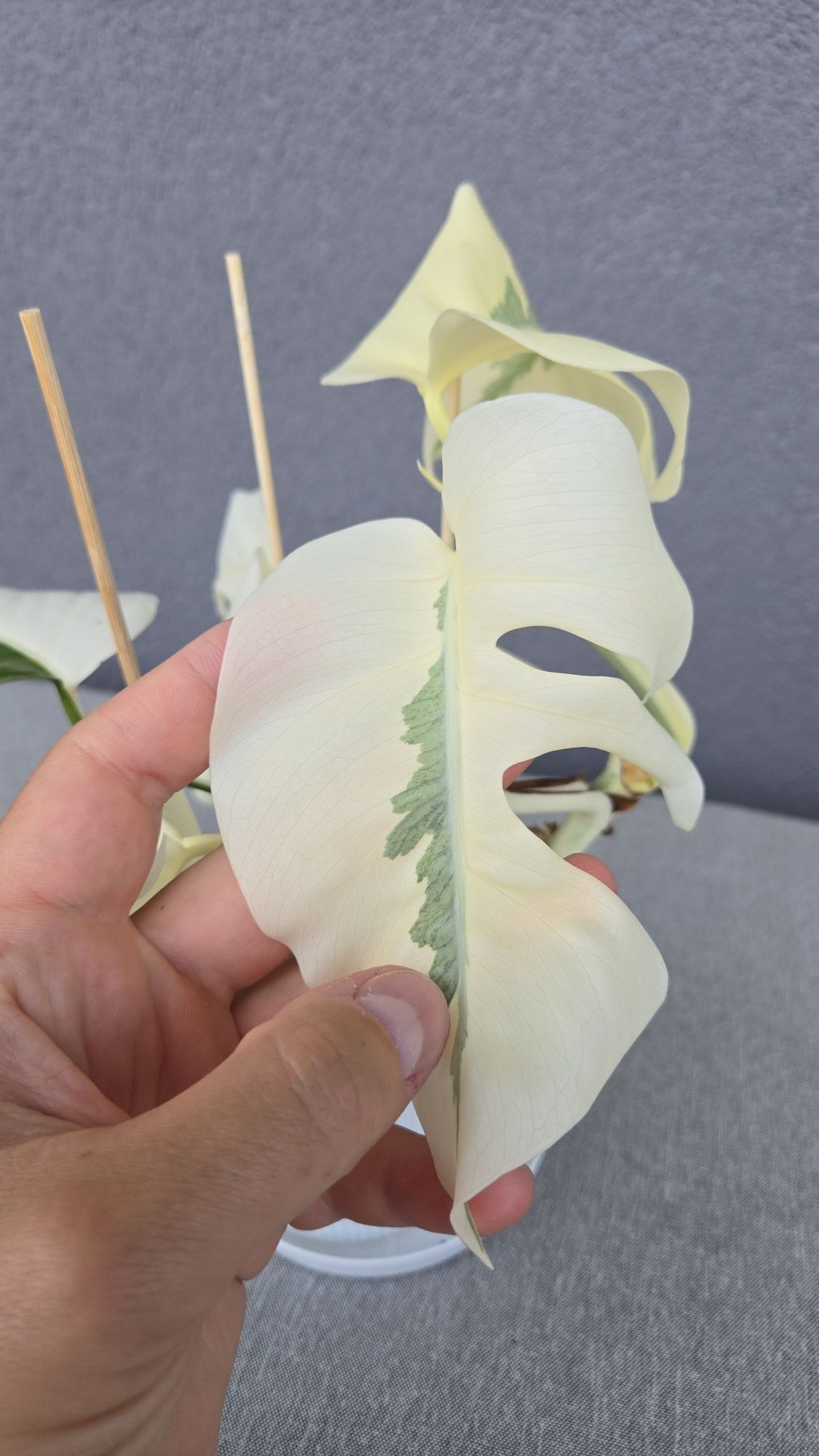 Monstera Variegata White Ghost Lava