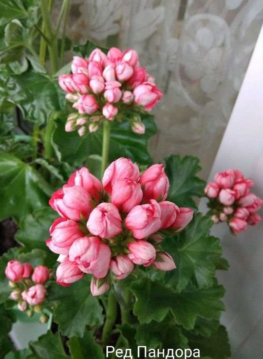 Пеларгония тюльпановидная