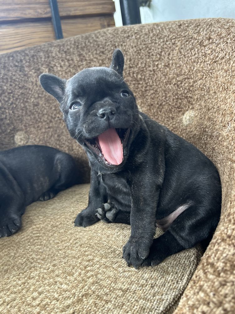Buldog Francuski Szczeniaki Piekne Do Kupna