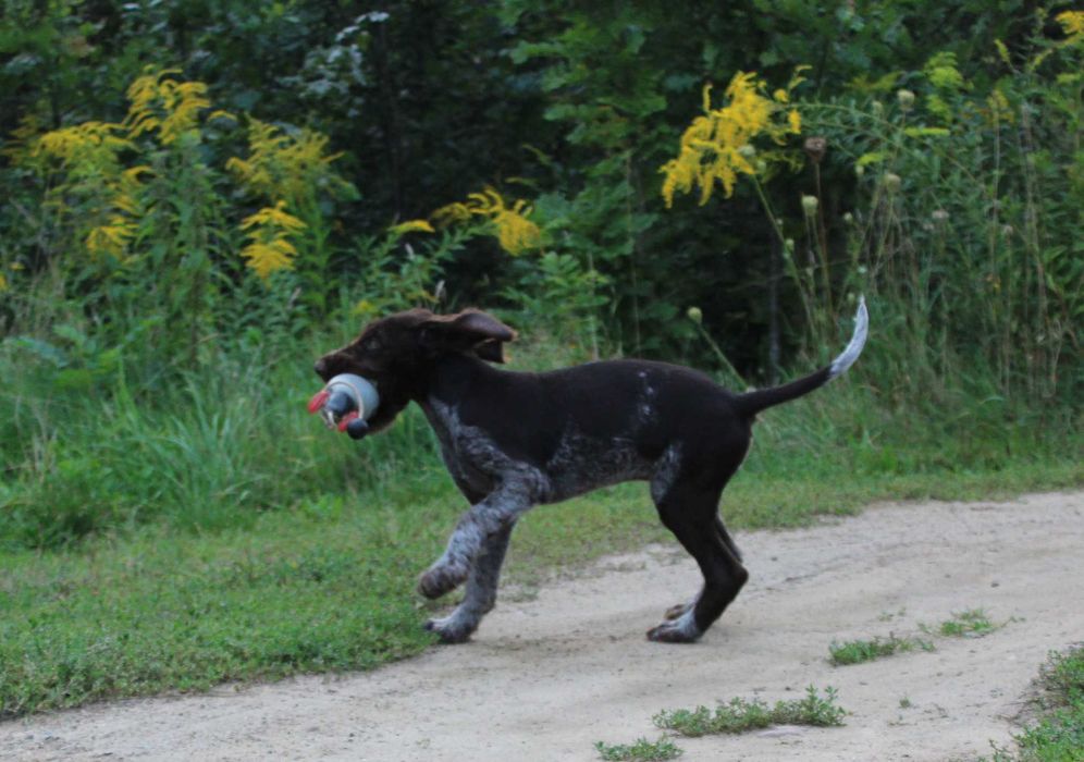 Wyżeł niemiecki szorstkowłosy / pies