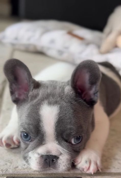 Блакитний Малиш.   француз