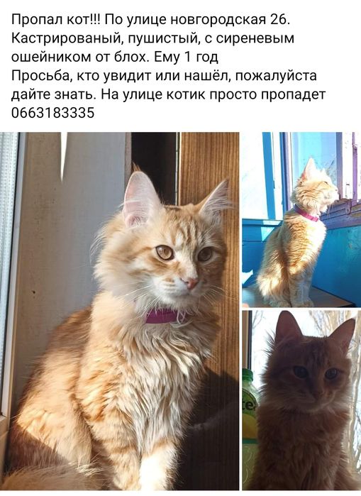 потерялся котик!!!