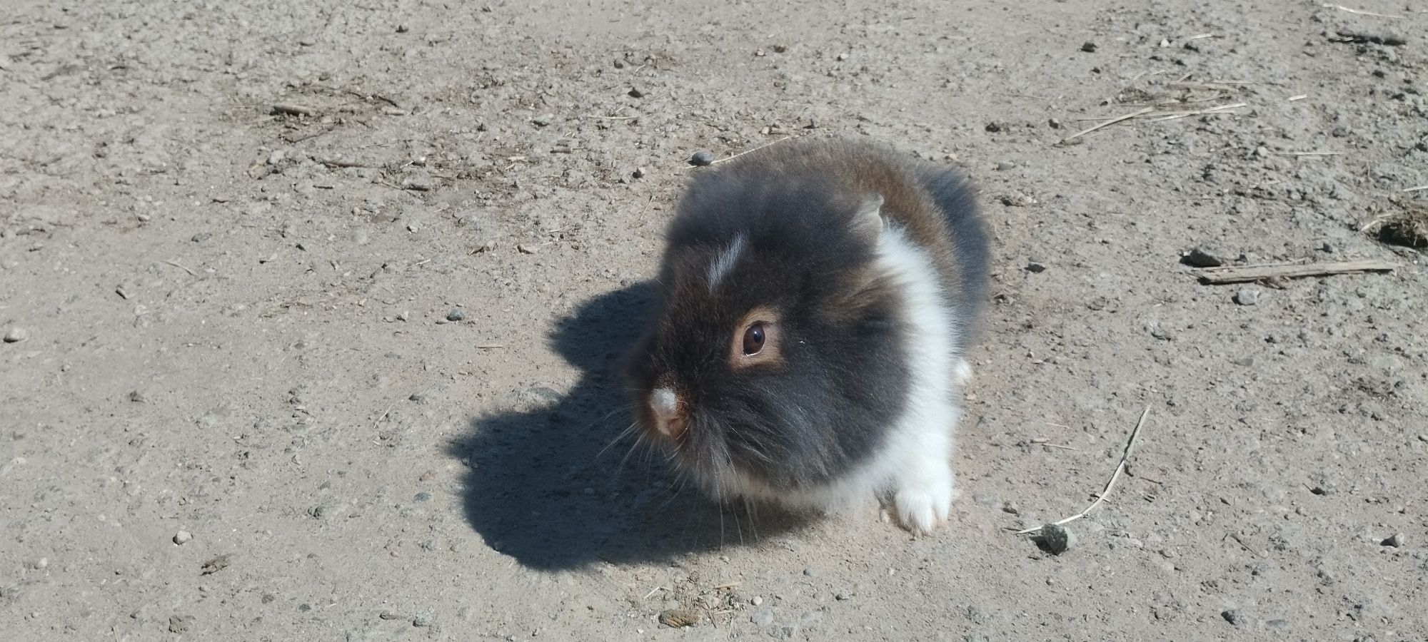 Kruliki miniaturki 4 miesięczne