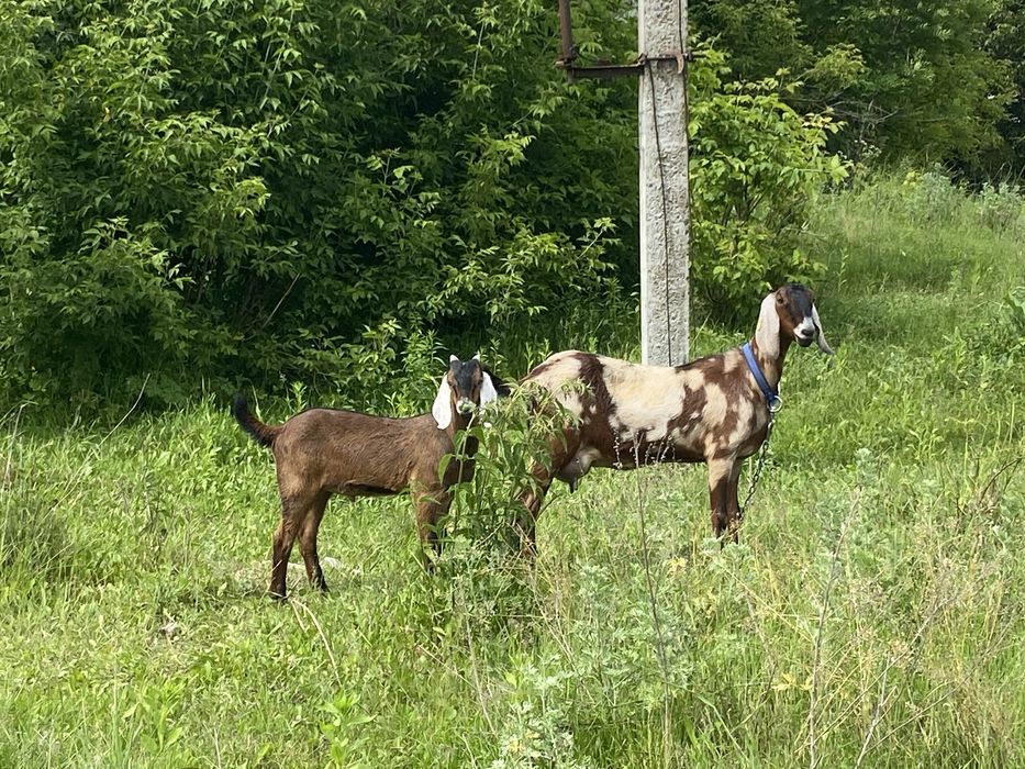 Англо Нубійський козлик