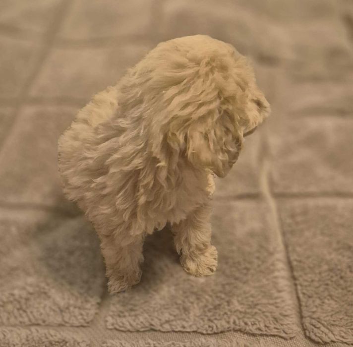 Cockapoo Śliczna Dziewczynka ! Gotowa do odbioru!
