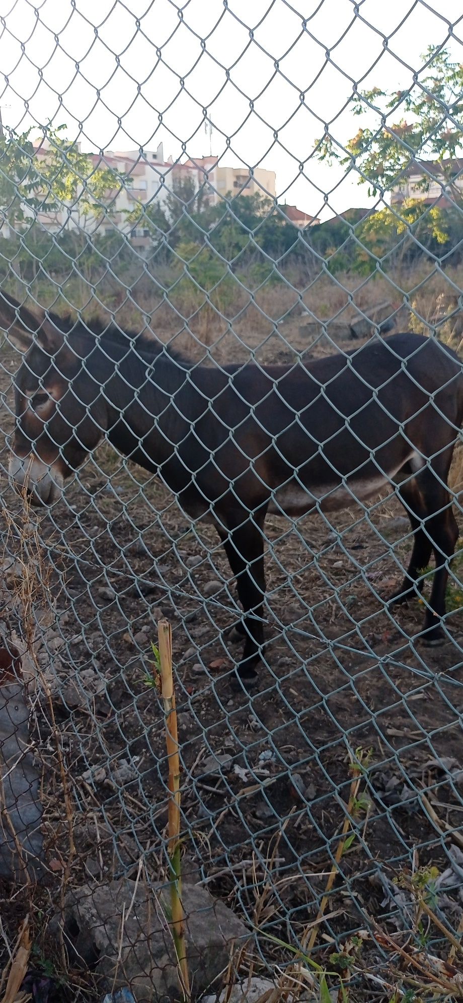 Burro com 3 anos