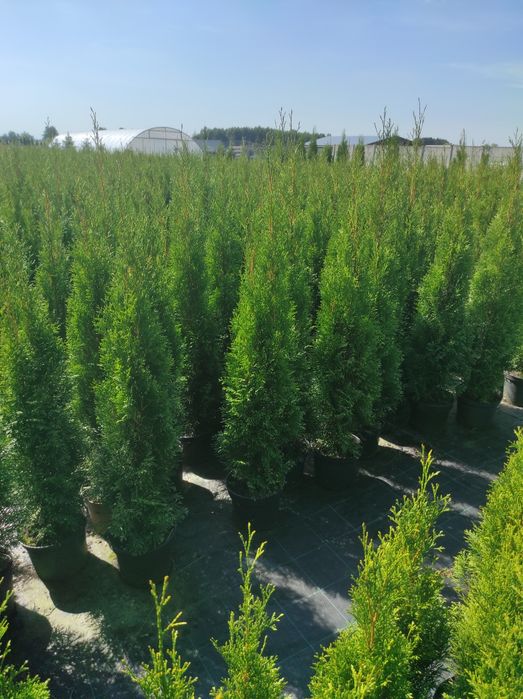 Tuja Thuja szmaragd 120-130cm #Bardzo Ładne# Transport