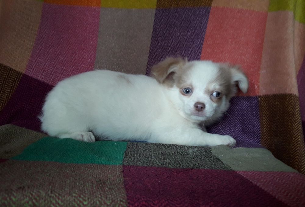 Chihuahua piesek długowłosy