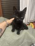Gatinho para adocao responsavel