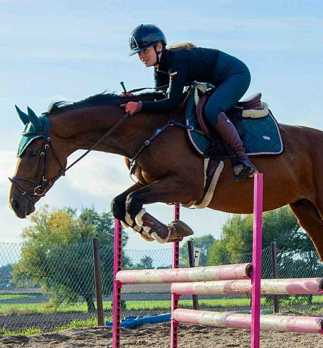 Wałach Wlkp, 165cm, grzeczny