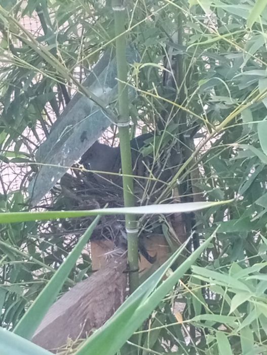 Casais de rolas adultas