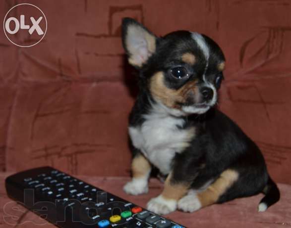 *Породные щенки чихуахуа: питомник