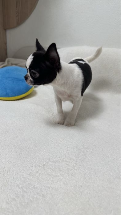 Чіхуашечка готова до подорожі