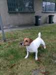 Znaleziono psa w Bytomiu Jack Russell terrier