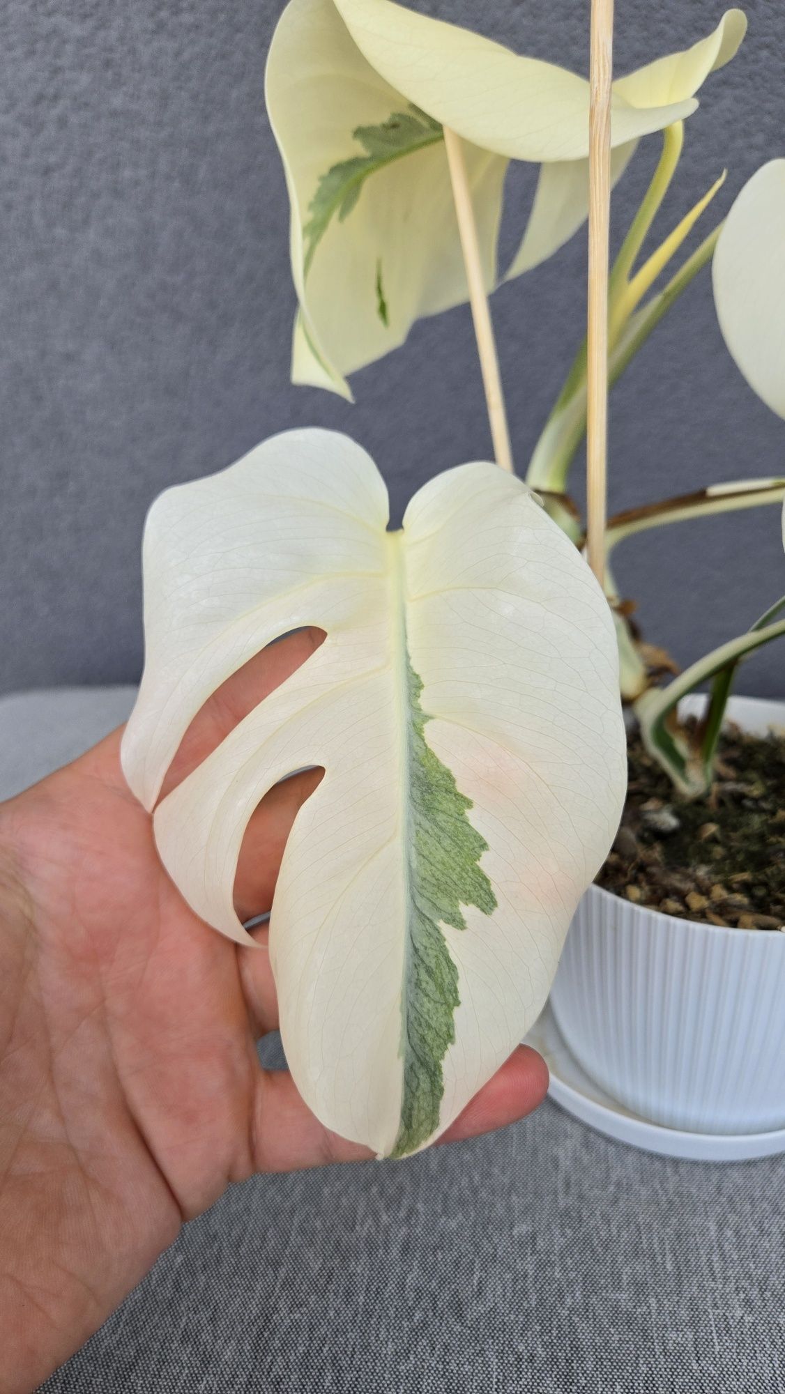 Monstera Variegata White Ghost Lava