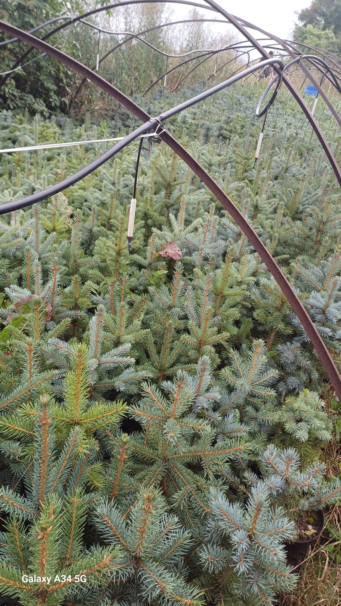 Świerk kaibab drzewka