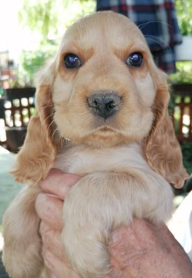 Cocker spaniel angielski