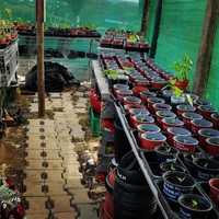 Plantas de pimentas /malaguetas raras nucleares (max. ardência)