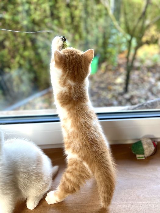 Kotka Brytyjska Bicolour WCF