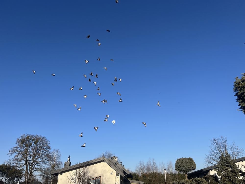 Sprzedam DERESZE wysoko lotne