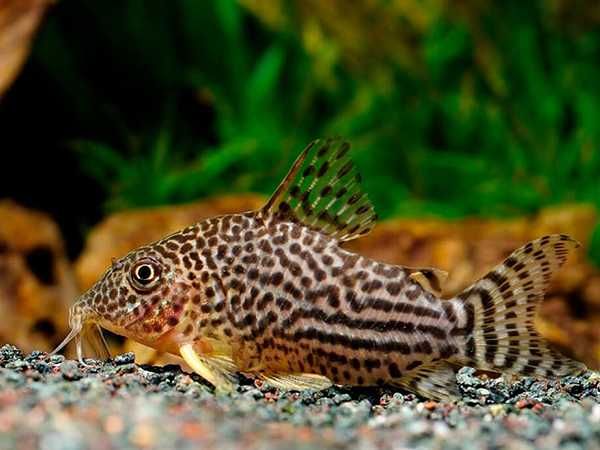 Kirysek Sterby - Corydoras sterbai - Kirys - dowóz, wysyłka