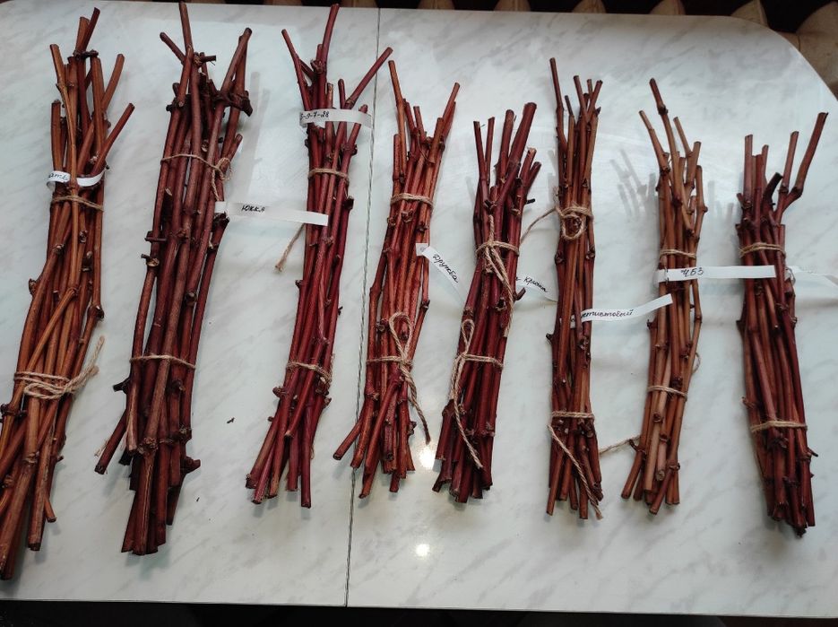 Черенки (лоза, чубуки), та саджанці винограду.Столові,технічні,кишмиші