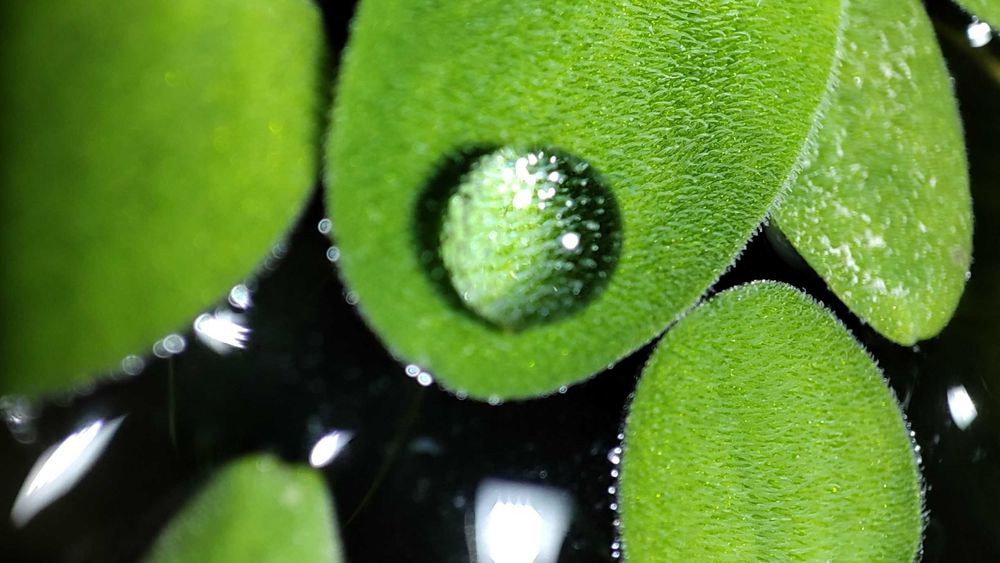 Salvinia auriculata