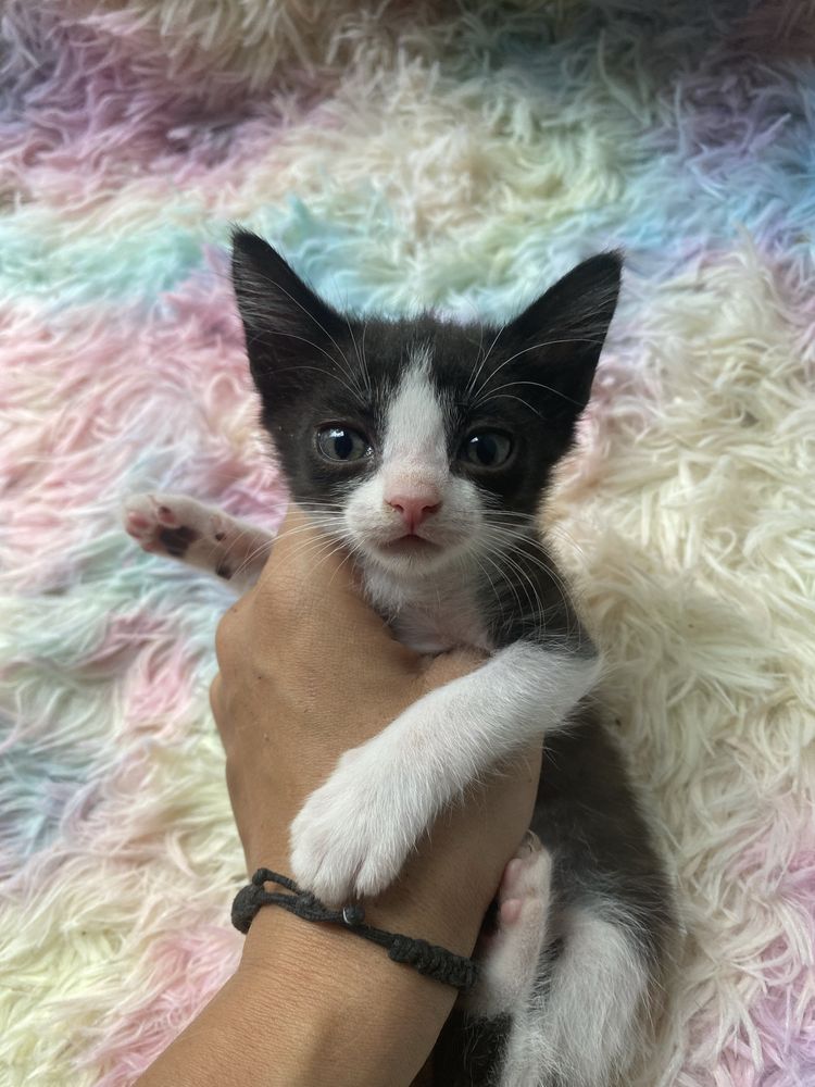 Gatinhas para adoção (2 meses)