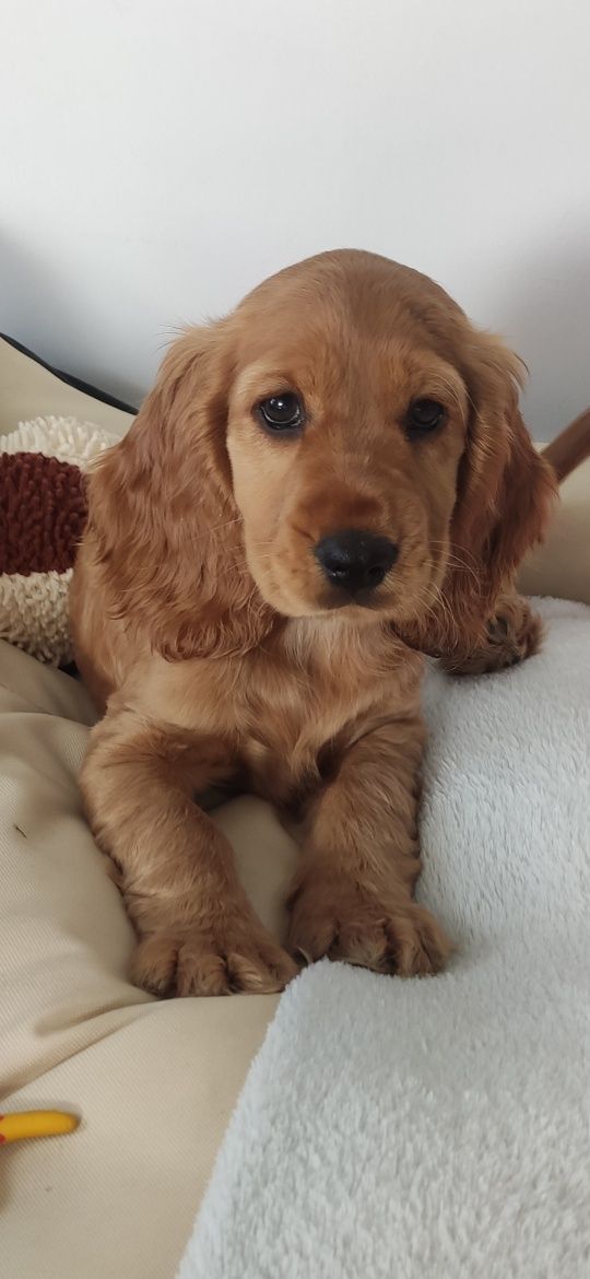 Ostatnia wolna suczka. Z rodowodem. Cocker spaniel angiel