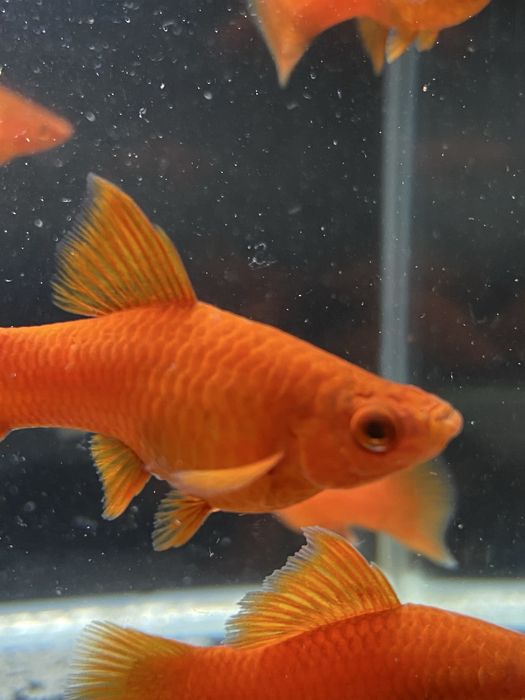 Mieczyki red( standart, delta)