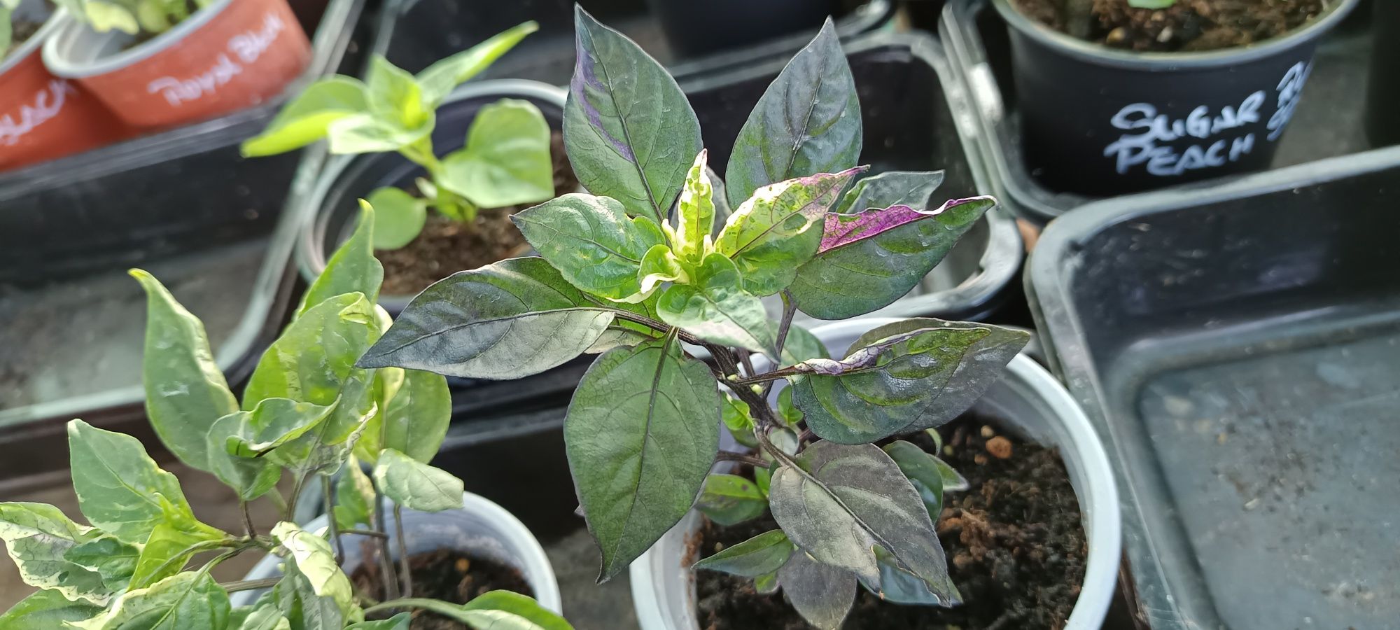 Vendo plantas de malaguetas / pimentas