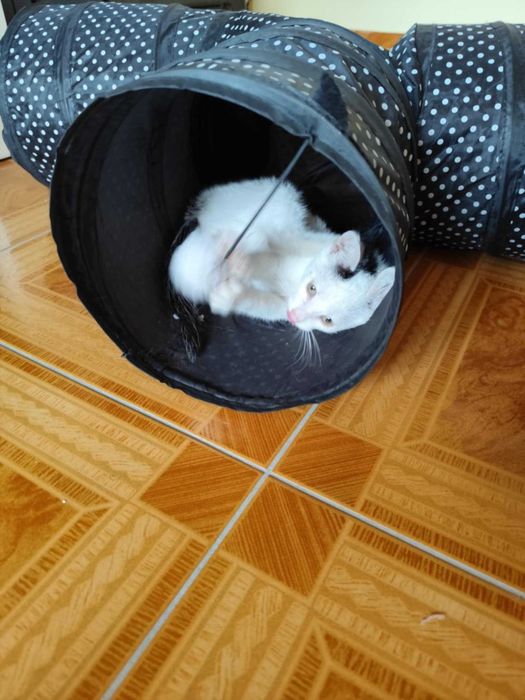 Pilne !! kocurek szuka domu na juz, dajmy mu szansę na lepsze życie