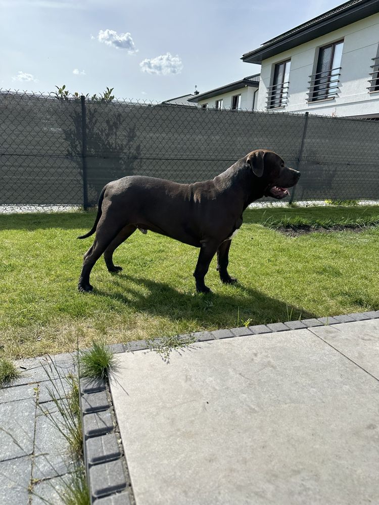 American Bully XL - potężny samiec - PRAWNUK HULKA DDK!