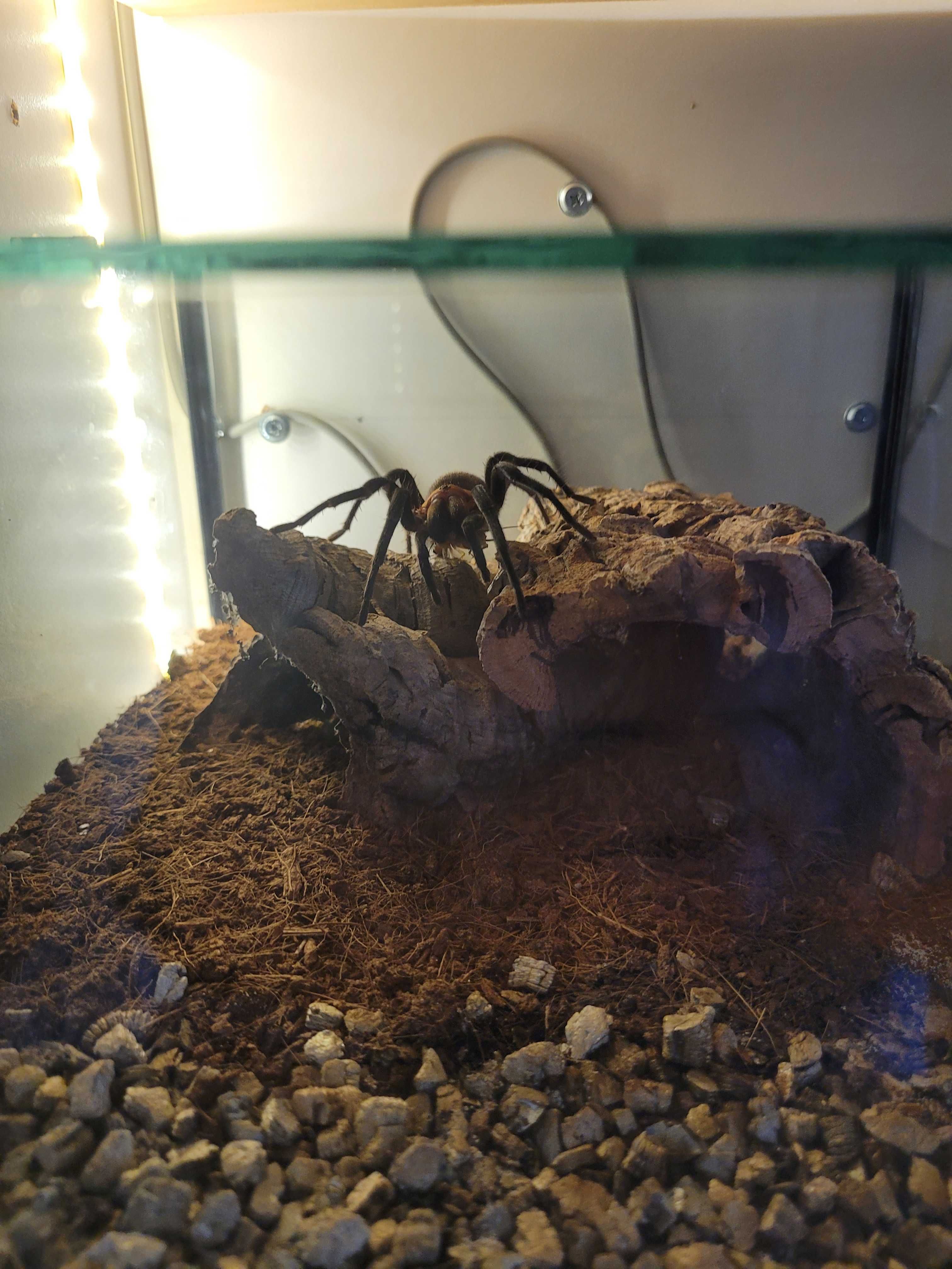 Bumba horrida samica