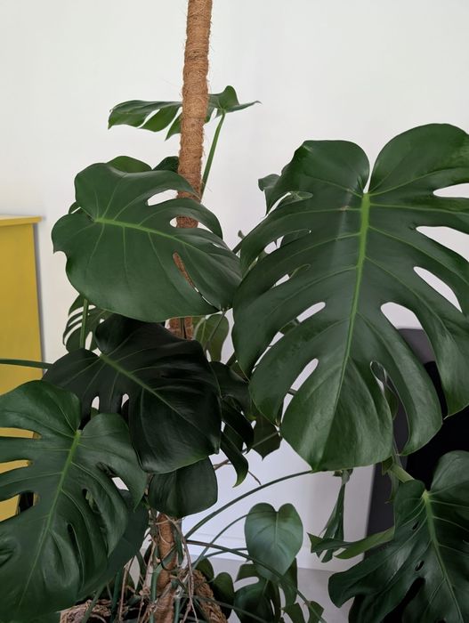 Kwiat Monstera duży