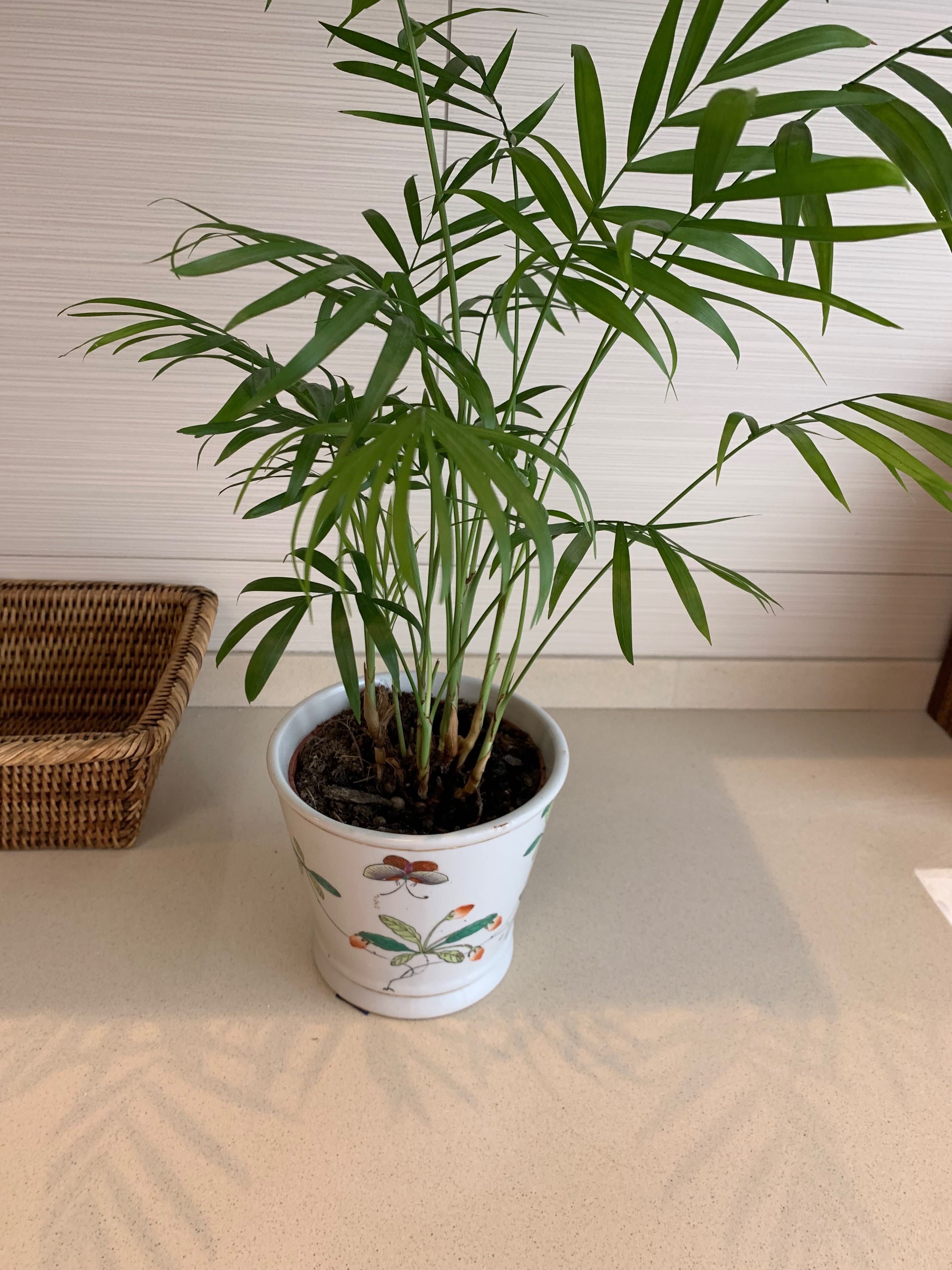 Cache-pot antigo porcelana oriental