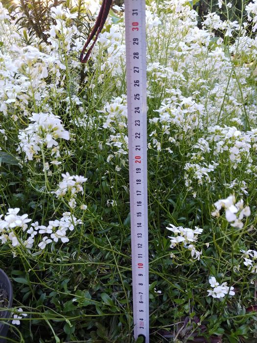 Gęsiówka macedońska na skalniak