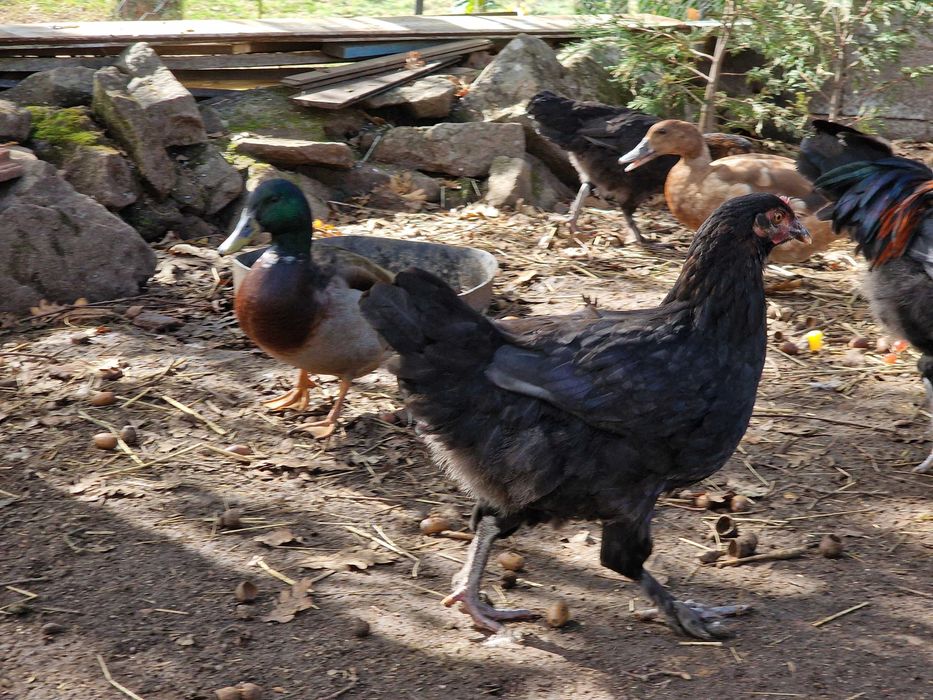 frangos de raça não definida filhos de galo maran