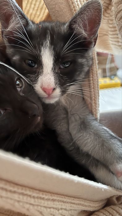 Неймовірні кошенята 3міс хлопці