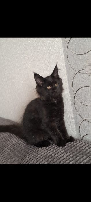 Sprzedam wyjątkowo piękną kotkę Maine Coon