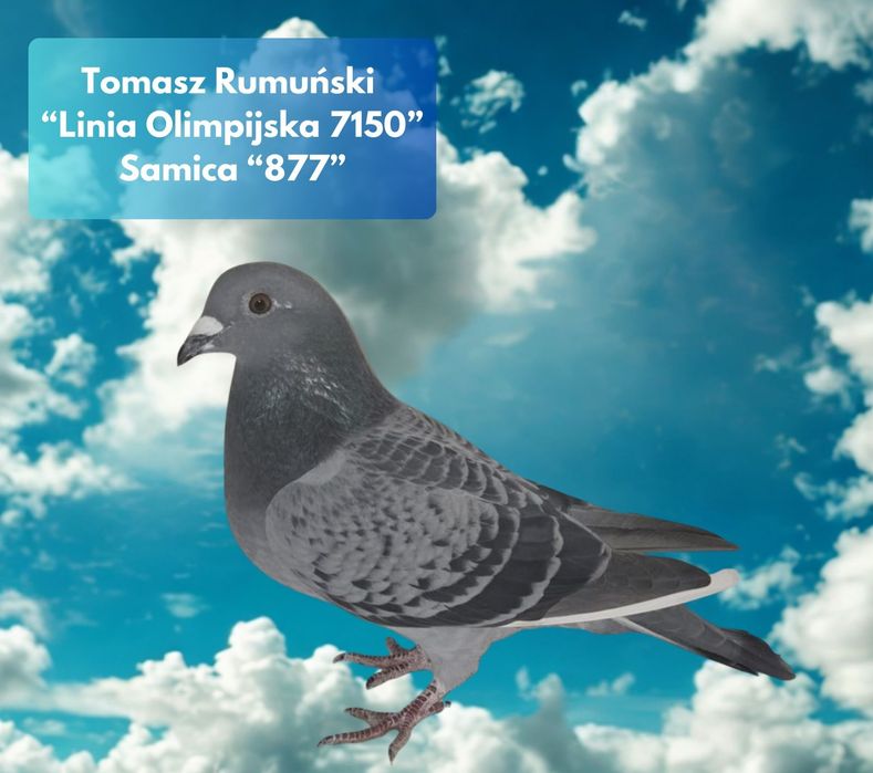 Gołąb Tomasz Rumuński x Faber Matschinski "Super Samica Rozpłodowa