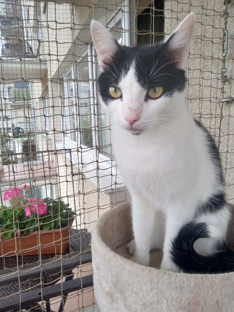 Felus biało czarny kocur 1 rok