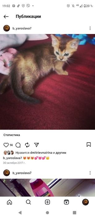 Ищу похожего котенка мальчика от 2 до 3 месяцев ")