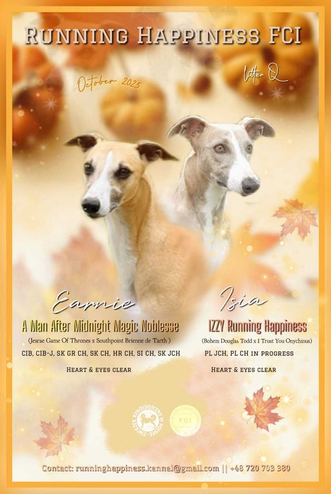 Whippet Chart Angielski suczka ZKwP / FCI